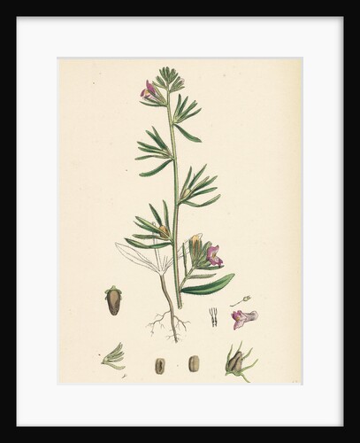 Antirrhinum Orontium Corn Snapdragon by Anonymous