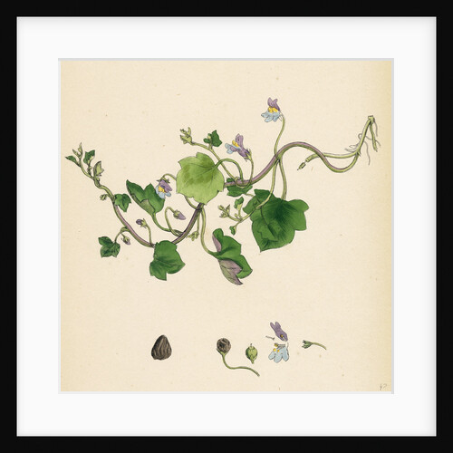 Linaria Cymbalaria Ivy-Leaved Toadflax by Anonymous