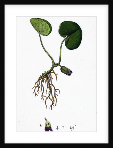 Asarum Europaeum Asarabacca by Anonymous