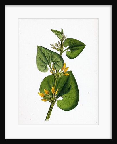 Aristolochia Clematitis Common Birthwort by Anonymous