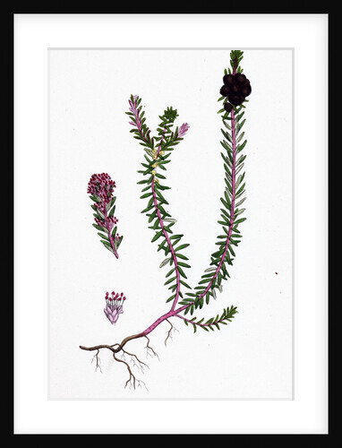 Empetrum Nigrum Crow-Berry by Anonymous