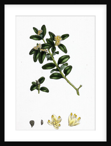 Buxus Sempervirens Common Box by Anonymous