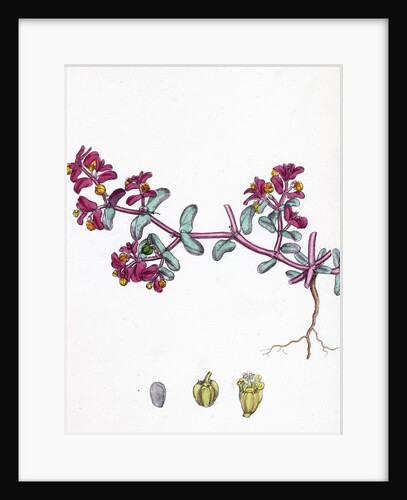 Euphorbia Peplis Purple Spurge by Anonymous