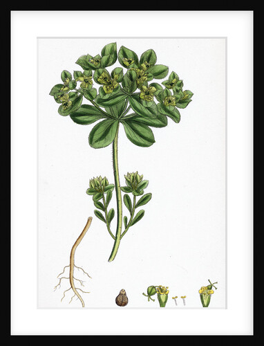 Euphorbia Helioscopia Sun Spurge by Anonymous