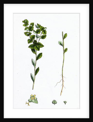 Euphorbia Platyphylla Broad-Leaved Warted Spurge by Anonymous