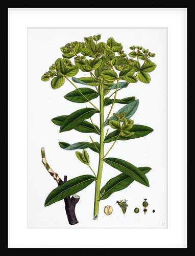 Euphorbia Pilosa Downy Spurge by Anonymous