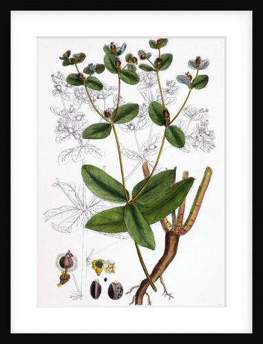 Euphorbia Coralloides Coral Spurge by Anonymous