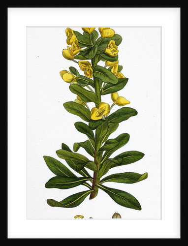 Euphorbia Amygdaloides Wood Spurge by Anonymous