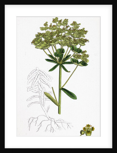 Euphorbia Esula Leafy-Branched Spurge by Anonymous