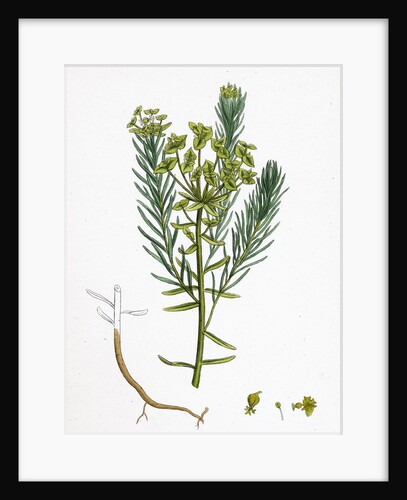 Euphorbia Cyparissias Cyprus Spurge by Anonymous