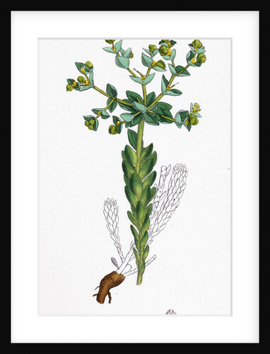 Euphorbia Paralias Sea Spurge by Anonymous