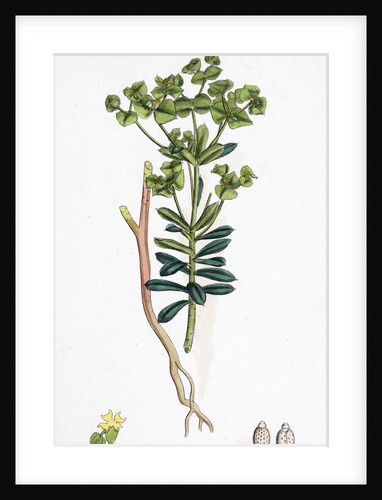 Euphorbia Portlandica Portland Spurge by Anonymous