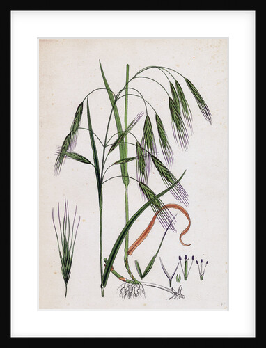 Bromus Sterilis Barren Brome-Grass by Anonymous