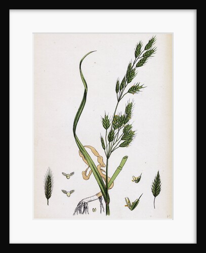 Bromus Secalinus Var. Genuinus Rye Brome-Grass Var. A. by Anonymous