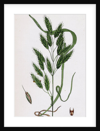 Bromus Secalinus Var. Velutinus Rye Brome-Grass Var. B. by Anonymous