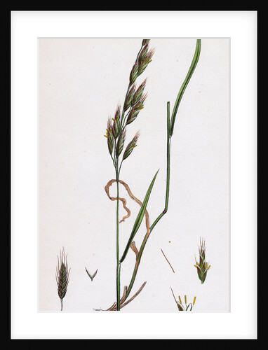 Bromus Commutatus Confused Brome-Grass- by Anonymous