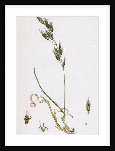 Bromus Racemosus Racemose Brome-Grass by Anonymous
