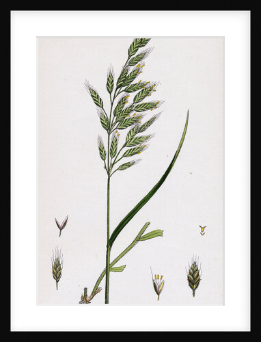 Bromus Mollis Var. Genuinus Soft Brome-Grass Var. A. by Anonymous
