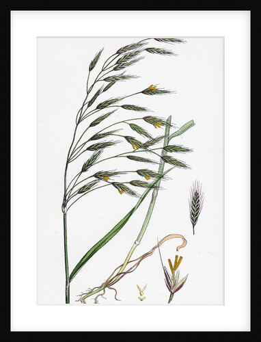 Bromus Arvensis Field Brome-Grass by Anonymous