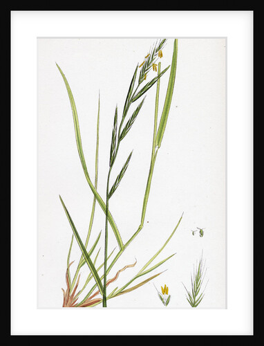 Brachypodium Sylvaticum Wood False-Brome-Grass by Anonymous