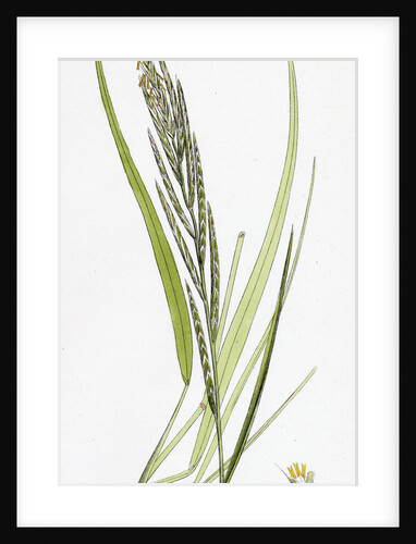 Brachypodium Pinnatum Barren False-Brome-Grass by Anonymous