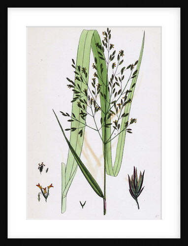 Festuca Sylvatica Var. Genuina Wood Fescue-Grass Var. A. by Anonymous