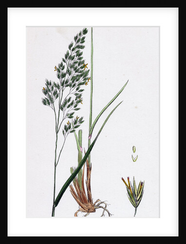 Festuca Sylvatica Var. Decidua Wood Fescue-Grass Var. B. by Anonymous