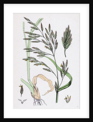 Festuca Elatior Var. Genuina Tall Fescue-Grass Var. A. by Anonymous