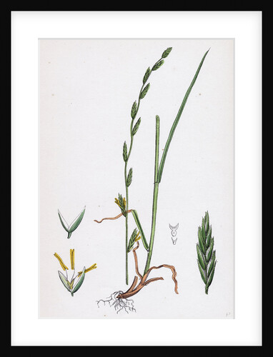 Festuca Pratensis Var. Loliacea Meadow Fescue-Grass Var. B. by Anonymous