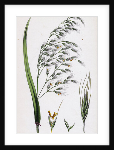 Bromus Giganteus Var. Genuinus Tall Brome-Grass Var. A. by Anonymous