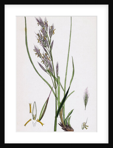 Bromus Erectus Upright Perennial Brome-Grass by Anonymous