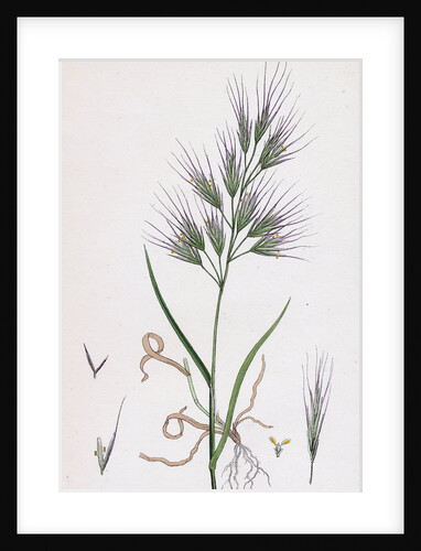 Bromus Madritensis Upright Annual Brome-Grass by Anonymous