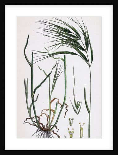 Bromus Maximus Great Brome-Grass by Anonymous