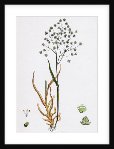 Briza Minor Small Quaking-Grass by Anonymous