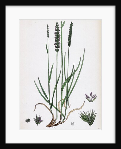 Cynosurus Cristatus Crested Dog's-Tail-Grass by Anonymous