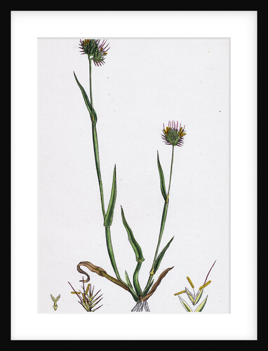 Cynosurus Echinatus Rough Dog's-Tail-Grass by Anonymous