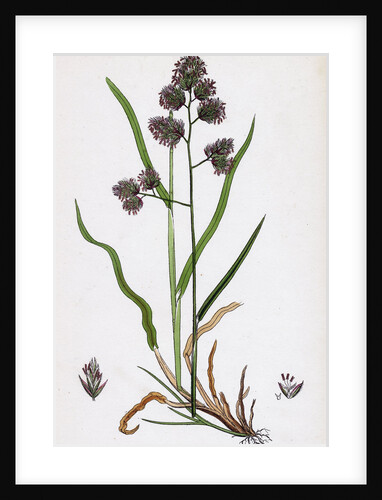 Dactylis Glomerata Rough Cock's-Foot-Grass by Anonymous