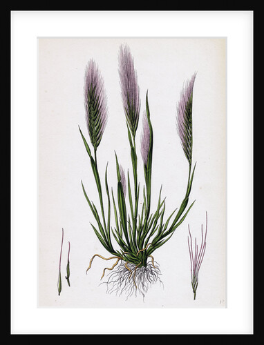 Festuca Uniglumis Single-Glumed Fescue-Grass by Anonymous