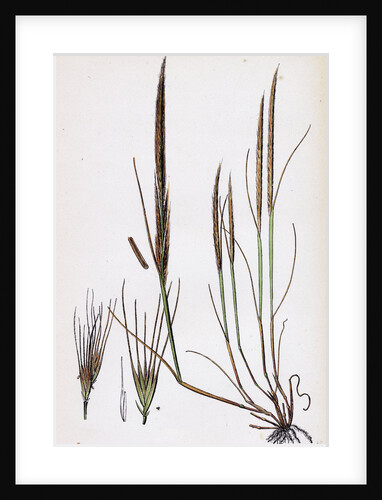 Festuca Ambigua Ambiguous Fescue-Grass by Anonymous