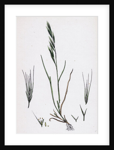 Festuca Sciuroides Barren Fescue-Grass by Anonymous