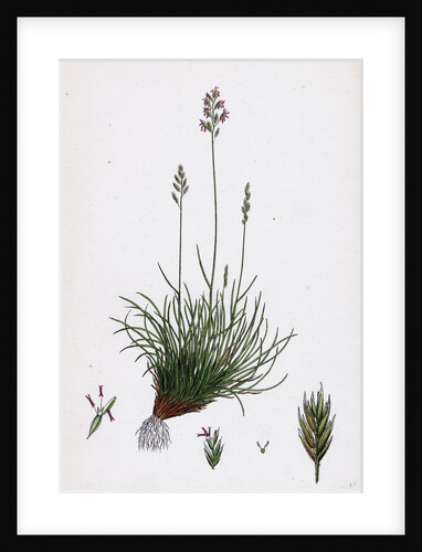 Festuca Ovina Var. Genuina Sheep's Fescue-Grass Var. A. by Anonymous