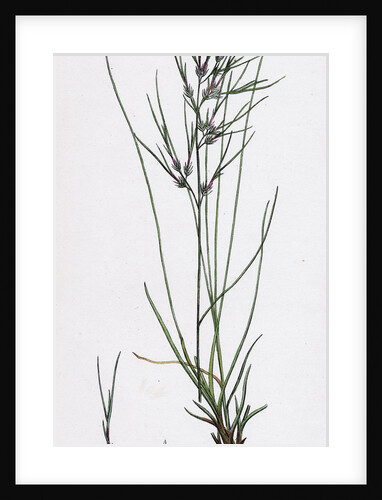 Festuca Ovina Vivipara Sheep's Fescue-Grass Viviparous Form by Anonymous