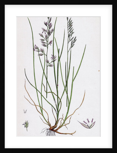 Festuca Duriuscula Hard Fescue-Grass by Anonymous