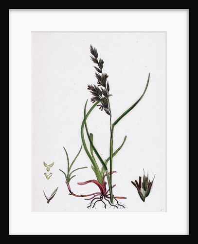 Festuca Arenaria Creeping Fescue-Grass by Anonymous