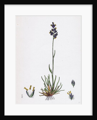 Poa Bulbosa Bulbous Meadow-Grass by Anonymous