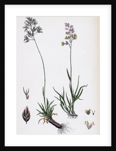 Poa Alpine Alpine Meadow-Grass by Anonymous