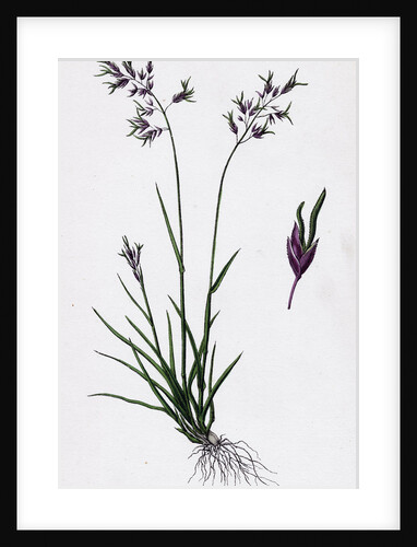 Poa Stricta Straight-Stemmed Meadow-Grass by Anonymous