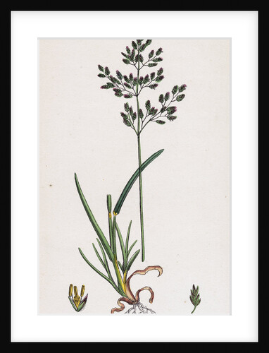 Poa Caesia Caesious Meadow-Grass by Anonymous