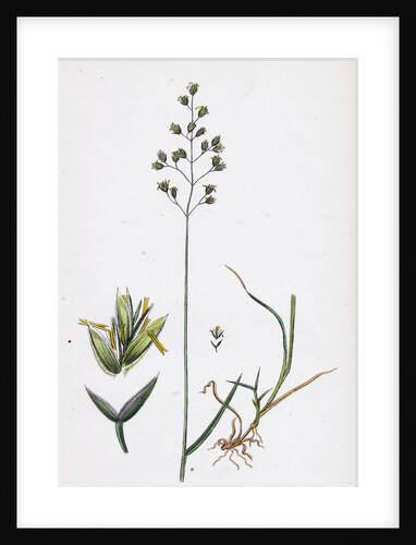 Poa Balfourii Balfour's Meadow-Grass by Anonymous