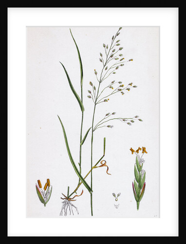 Poa Nemoralis Var. Genuina Wood Meadow-Grass Var. A. by Anonymous